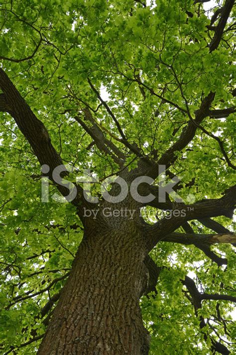 Big Oak Tree Stock Photo Royalty Free Freeimages