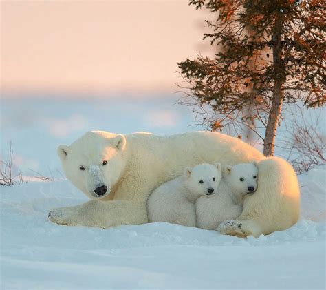 배경 화면 북극곰 아기 동물 행복 포유 동물 척골가 있는 1440x1280
