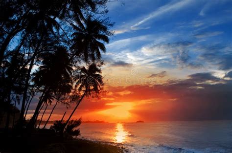 Palm Trees Silhouette And A Sunset Over The Sea Stock Photo Image Of