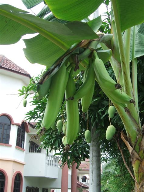 Cara tanam pisang dengan menggunakan bonggol pisang secara terbalik sudah lama di praktekkan oleh ternyata begini cara menanam pisang tanduk dari bibit sampai. Pisang Tanduk Buah Khas Desa Colo, Jawa Tengah