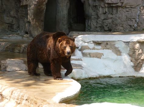 Maybe you would like to learn more about one of these? bear at the St, Louis zoo | Bear photos, St louis zoo, Zoo