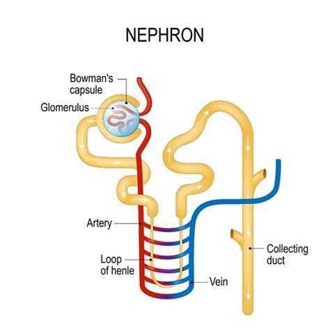 Nephron Aufbau Funktion And Krankheiten Medlexide