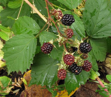 How to plant blackberry bushes. Blackberry Fruit Pictures, Art Blackberry Fruit Wallpaper ...