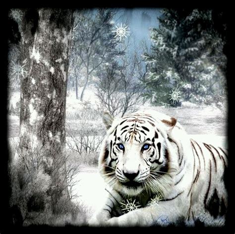 Beautiful White Tiger Wild Animals And Wings Pinterest