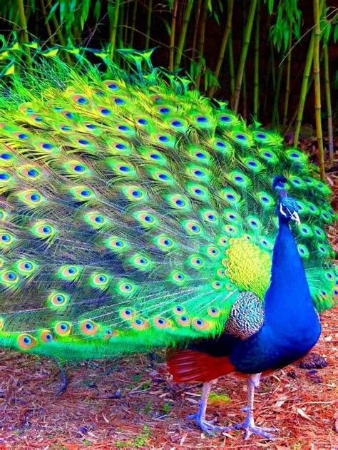 Indian Peacock 🦚 Rpeacocks