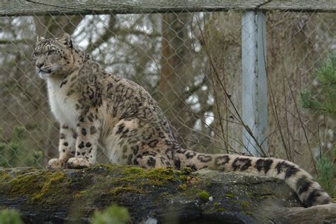 Snow Leopard Taken At Marwell Zoo 20150131 Darkhorse Winterwolf