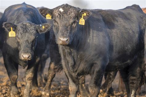 Managing Beef Cattle Hoof Health Ag Proud