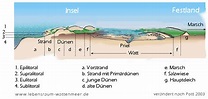 Das Biotop Wattenmeer | Entstehung, ökologische Faktoren und ...