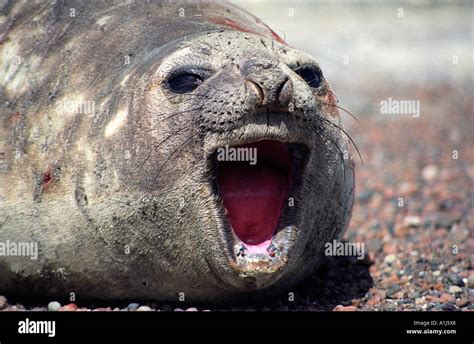 Southern Elephant Seal Mirounga Leonina Punta Delgada Peninsula