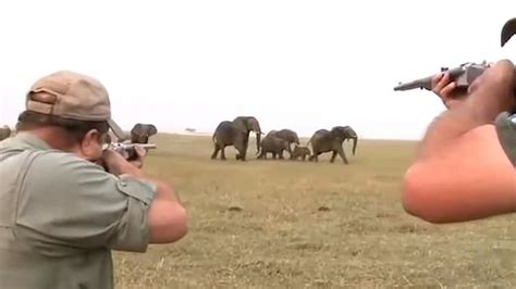 Elephants Charge At Hunters After One Of Their Herd Was Shot Metro News