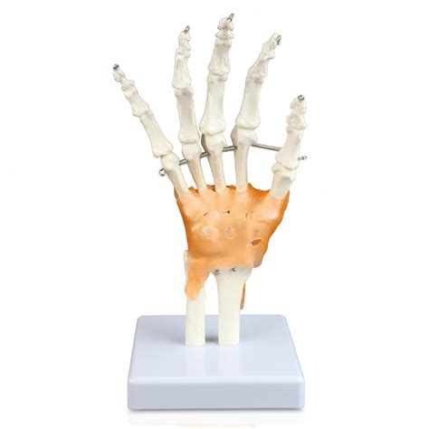 Vaj239 Hand Bone Model With Ligaments Bones And Joints Anatomical Models