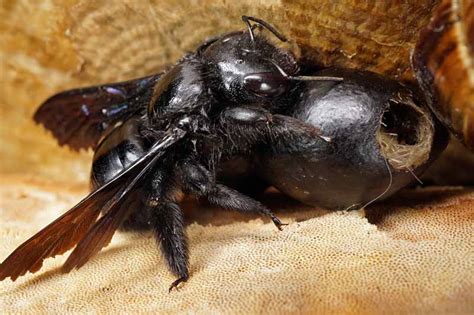 Carpenter bees do not eat wood but cause damage to structures by drilling circular holes to create tunnels inside wood. How to Stop Carpenter Bees from Destroying Your Wood ...