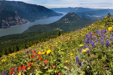 15 Best Wildflower Hikes In Washington State Small Town Washington