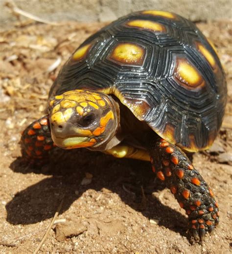 Unacceptable foods for baby birds. Redfoot Tortoise For Sale Near Me - Risala Blog