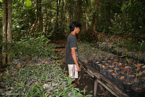 Tanjung puting national park, pangkalanbun. Villager employed at the reforestation project in Tanjung ...