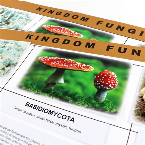 Fungi Kingdom Chart Etc Montessori