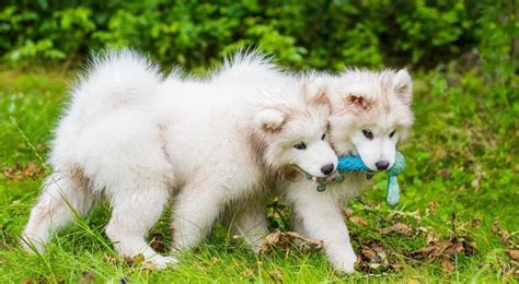 Samoyed Weight Chart Samoyed Size And Growth Chart