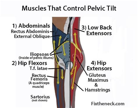 Muscles In Lower Back And Hip 6 Sciatica Stretches To Prevent And