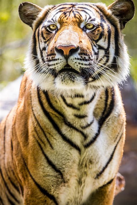 Tiger Portrait Day By Royalimageryjax On Deviantart
