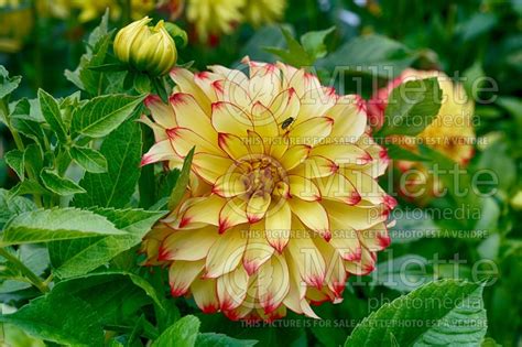 Photo Of Dahlia Lady Darlene Dahlia