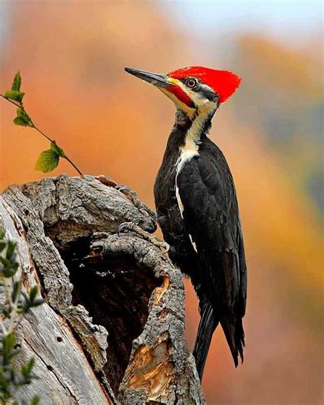 25 Dazzling Fall Bird Photos You Need To See Birds And Blooms