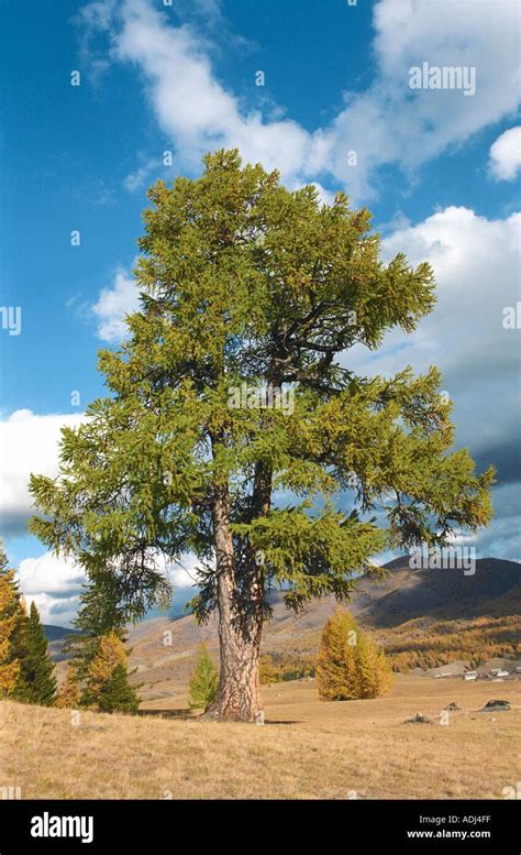 A Pine Tree The Jazator River S Valley Altai Russia Stock Photo Alamy