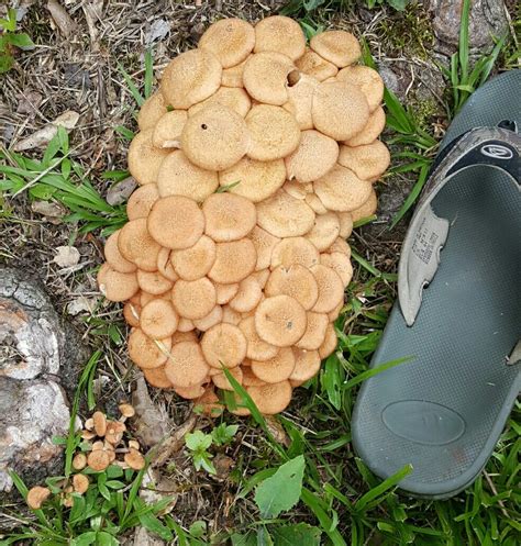 A Pair Of Shoes Sitting On The Ground Next To A Pile Of Mushrooms