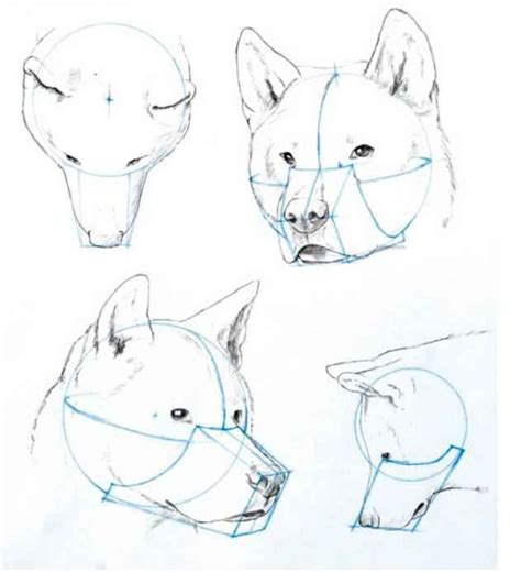 Check spelling or type a new query. Canine Skeleton - Drawing Human Figure | Animal drawings