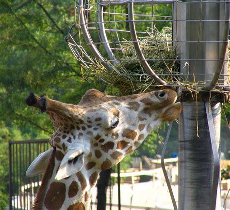 Check Out The Smithsonian National Zoological Park In Washington Dc