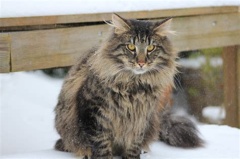 Norwegian Forest Cats Personality And Guide