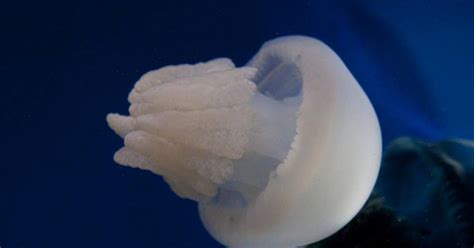 Jellyfish Can Sense Their World Around Them Even Without Eyes