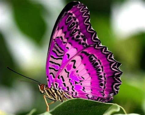 Beautiful Pink Butterfly Photo Насекомые Крылья бабочки Крылья