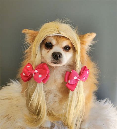Pin On Wig For Dog