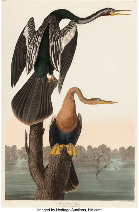 John James Audubon Paintings For Sale Value Guide Heritage Auctions