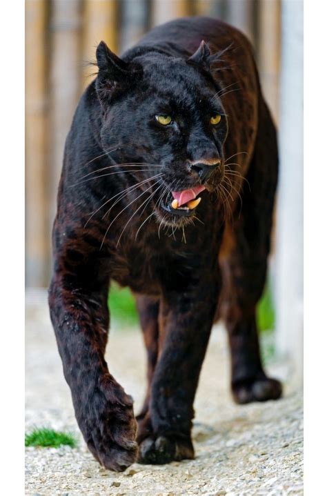 Handsome Black Jaguar If You Look Closely You Can See Its Spots In The
