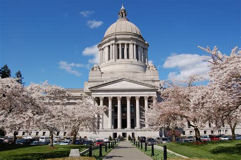 Washington State House Democrats Capitol Dome With Cherry Blossoms