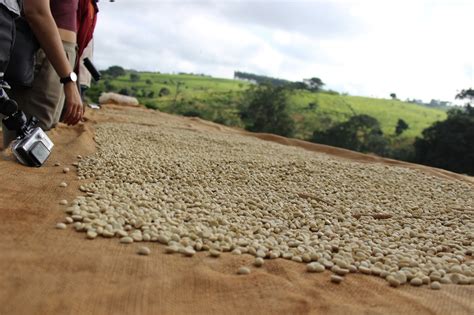 Roaming The Satemwa Tea Plantation Malawi Adventure Bagging