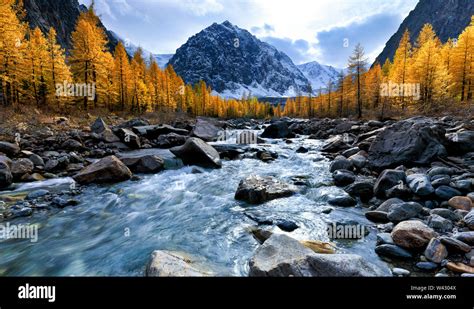 Autumn Landscape With Aktru River And Peak Karatash Altai Mountains