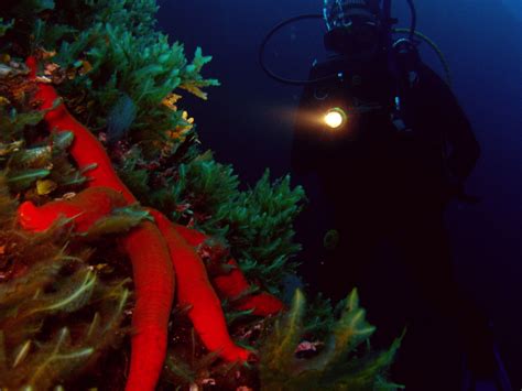 What Makes Night Diving So Special Scuba Scuba