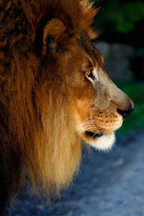 Lion Profile By Tlcphotography730 On Deviantart
