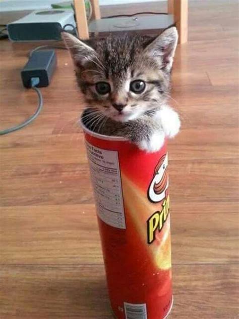 Kitty In Pringles Can Cute Cats And Kittens Cute Little Animals Cute