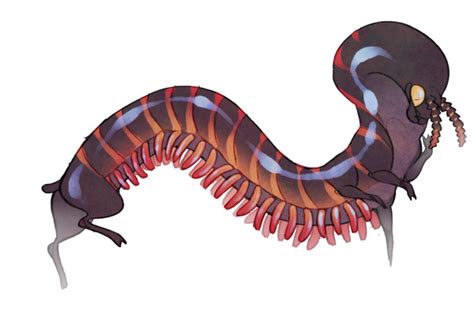 Millipede Closed By Shegoran On Deviantart