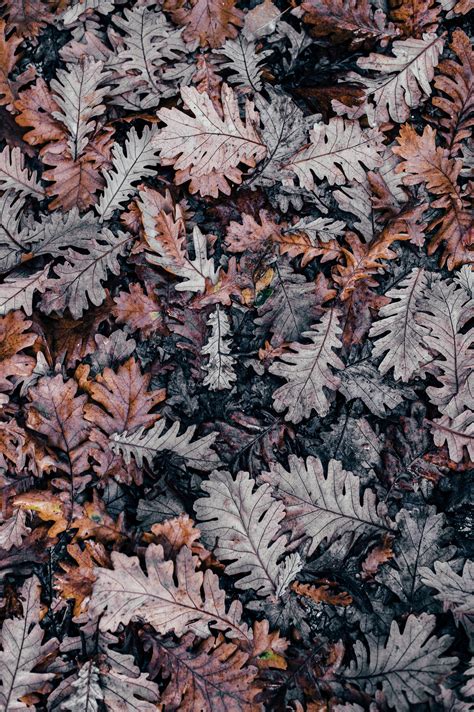 Minimalist Aesthetic Autumn Wallpapers Wallpaper Cave