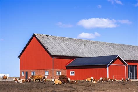 Premium Photo Red Barn With A Herd Of Cattle