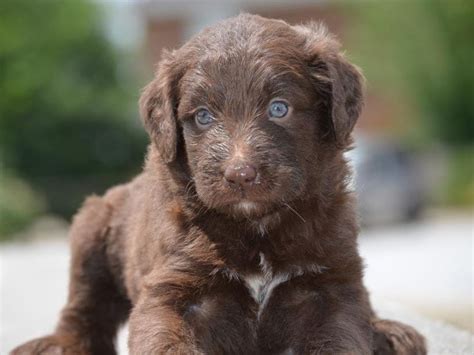 Chocolate Aussie Doodle Puppy Australian Labradoodle Puppies