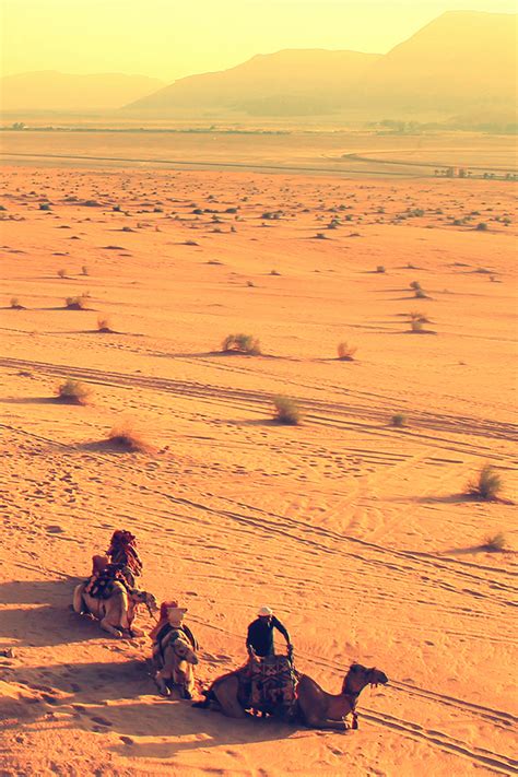 Desert Camel Iphone Wallpaper Hd