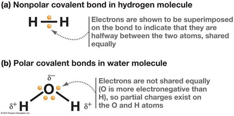 These bonds are helpful in holding atoms together. Ashes' Bioworld: Reactivity and Bonding