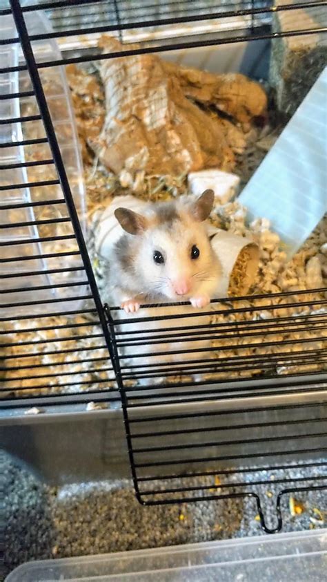 A Hamster In Its Cage Looking At The Camera
