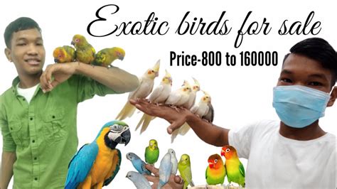 Exotic Birds For Sale Hyderabad Youtube