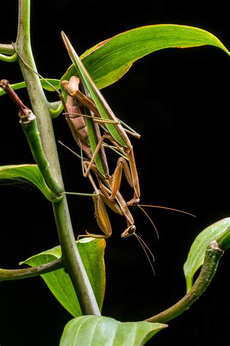 a bug s kama sutra 10 sex positions to try if you re an insect photos huffpost